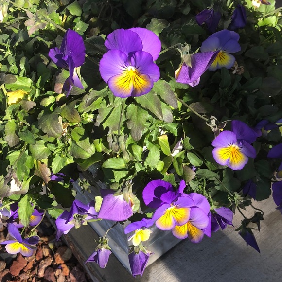 Meet your Posher, Tammy - Picture 1 of 1